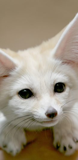 [2436x1125]耳廓狐 迷你 可爱 大耳朵 萌 苹果手机壁纸图片