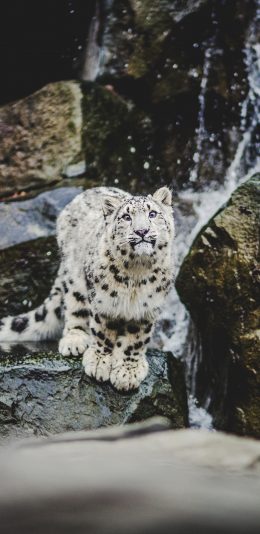 [2436x1125]肉食动物 雪豹 猎豹 呆萌 苹果手机壁纸图片