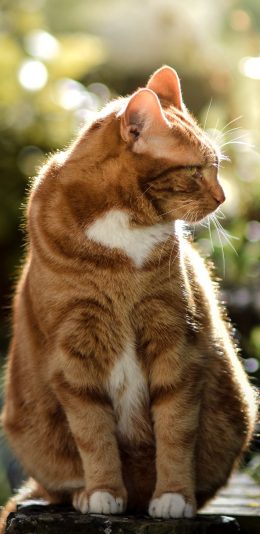 [2436x1125]肥猫 橘猫 宠物 皮毛 苹果手机壁纸图片