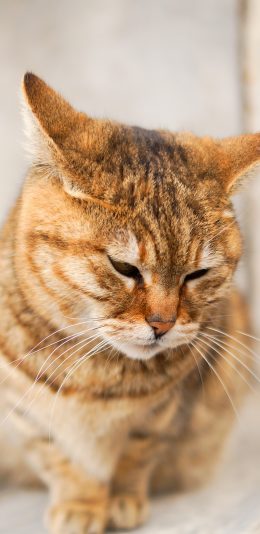 [2436x1125]肥猫 橘猫 猫咪 宠物 苹果手机壁纸图片