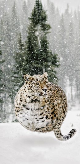 [2436x1125]肥胖 豹 球 可爱 雪地 苹果手机壁纸图片