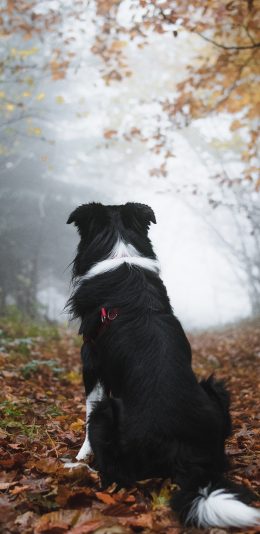 [2436x1125]背影 户外 宠物狗 犬类 皮毛 绿叶 苹果手机壁纸图片