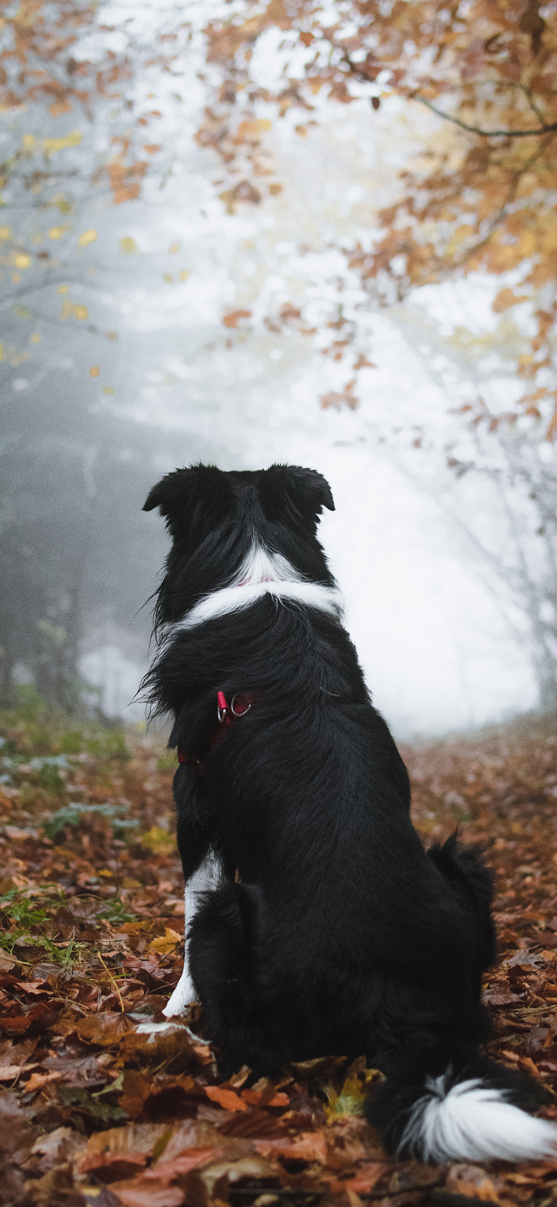 [2436×1125]背影 户外 宠物狗 犬类 皮毛 绿叶 苹果手机壁纸图片