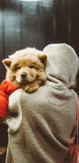 [2436x1125]背影 松狮犬 宠物狗 幼犬 苹果手机壁纸图片