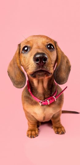 [2436x1125]腊肠犬 狗 汪星人 可爱 粉色 宠物 苹果手机壁纸图片