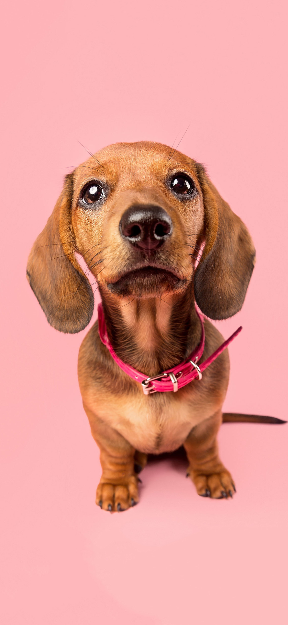 [2436×1125]腊肠犬 狗 汪星人 可爱 粉色 宠物 苹果手机壁纸图片