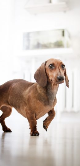 [2436x1125]腊肠犬 狗 汪星人 宠物 可爱 苹果手机壁纸图片