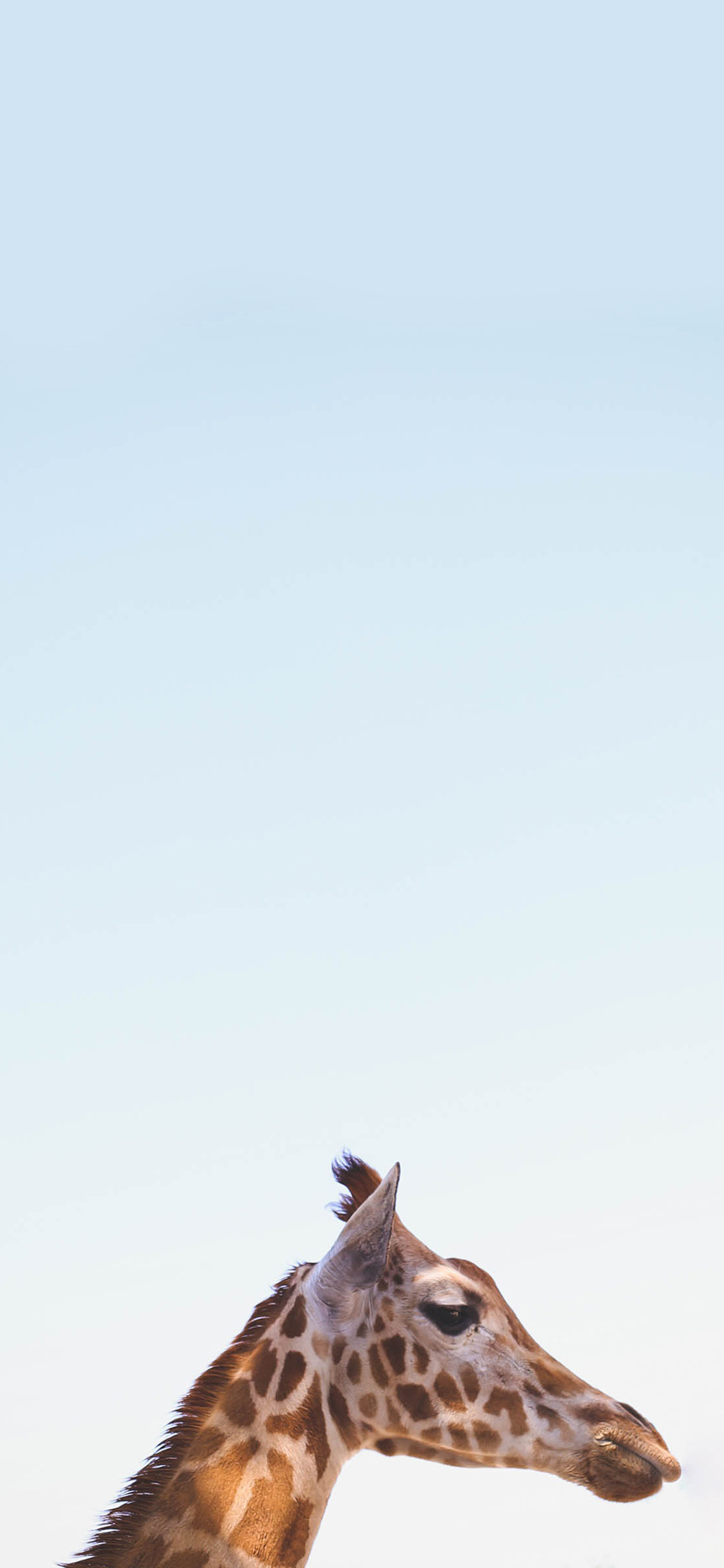 [2436×1125]自然 蓝色 天空 动物 长颈鹿 苹果手机壁纸图片