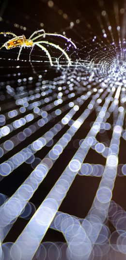 [2436x1125]自然 蜘蛛网 昆虫 蜘蛛 苹果手机壁纸图片