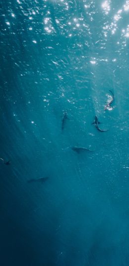 [2436x1125]航拍 海洋 鲸鱼 鱼群 苹果手机壁纸图片