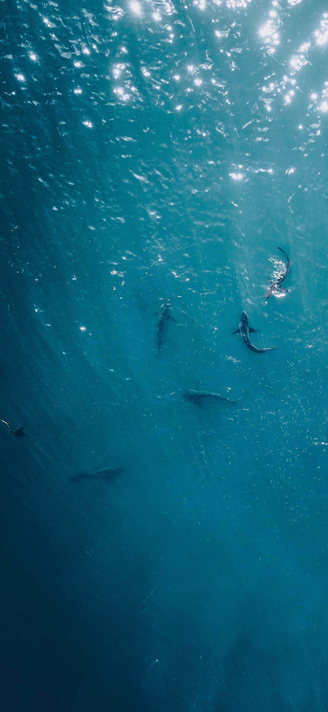 [2436×1125]航拍 海洋 鲸鱼 鱼群 苹果手机壁纸图片