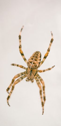 [2436x1125]节肢动物 蜘蛛 昆虫 苹果手机壁纸图片