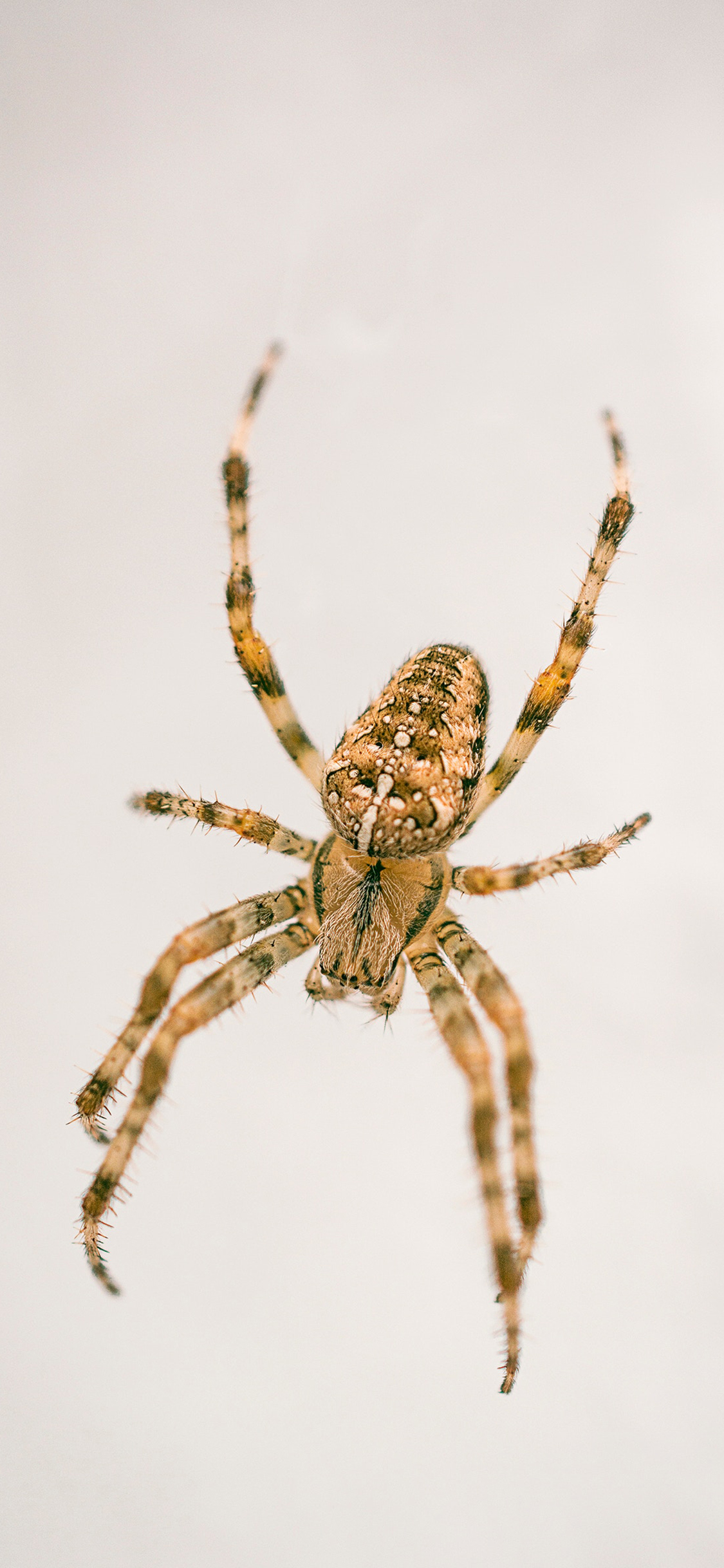 [2436×1125]节肢动物 蜘蛛 昆虫 苹果手机壁纸图片