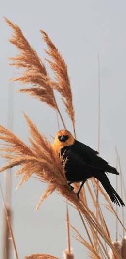 [2436x1125]芦苇 小鸟 户外 自然 苹果手机壁纸图片
