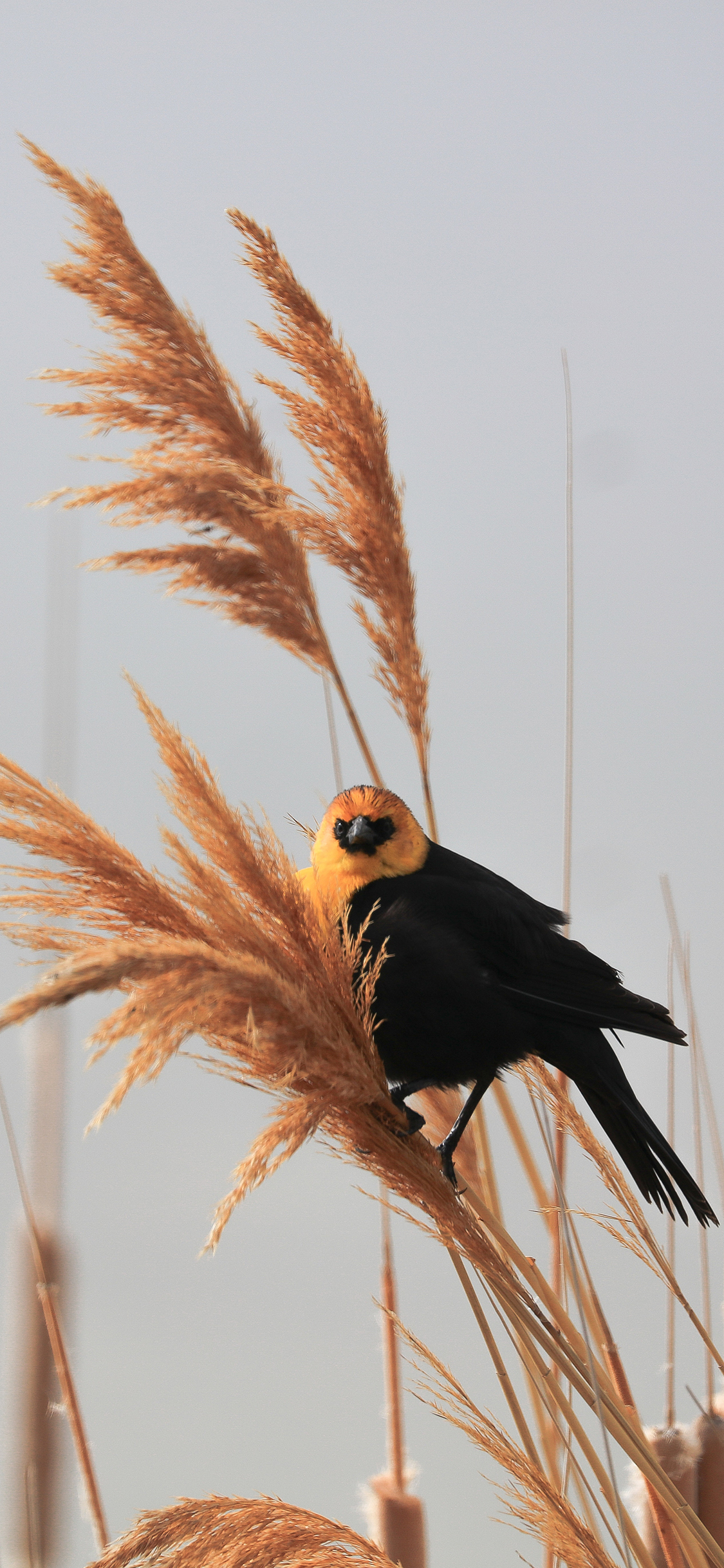 [2436×1125]芦苇 小鸟 户外 自然 苹果手机壁纸图片