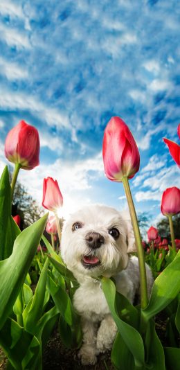 [2436x1125]花丛 宠物狗 白色 可爱 苹果手机壁纸图片