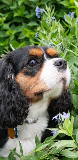 [2436x1125]花丛 查理士王小猎犬 户外 宠物 狗牌 苹果手机壁纸图片