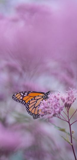 [2436x1125]花丛 蝴蝶 昆虫 鲜花 苹果手机壁纸图片