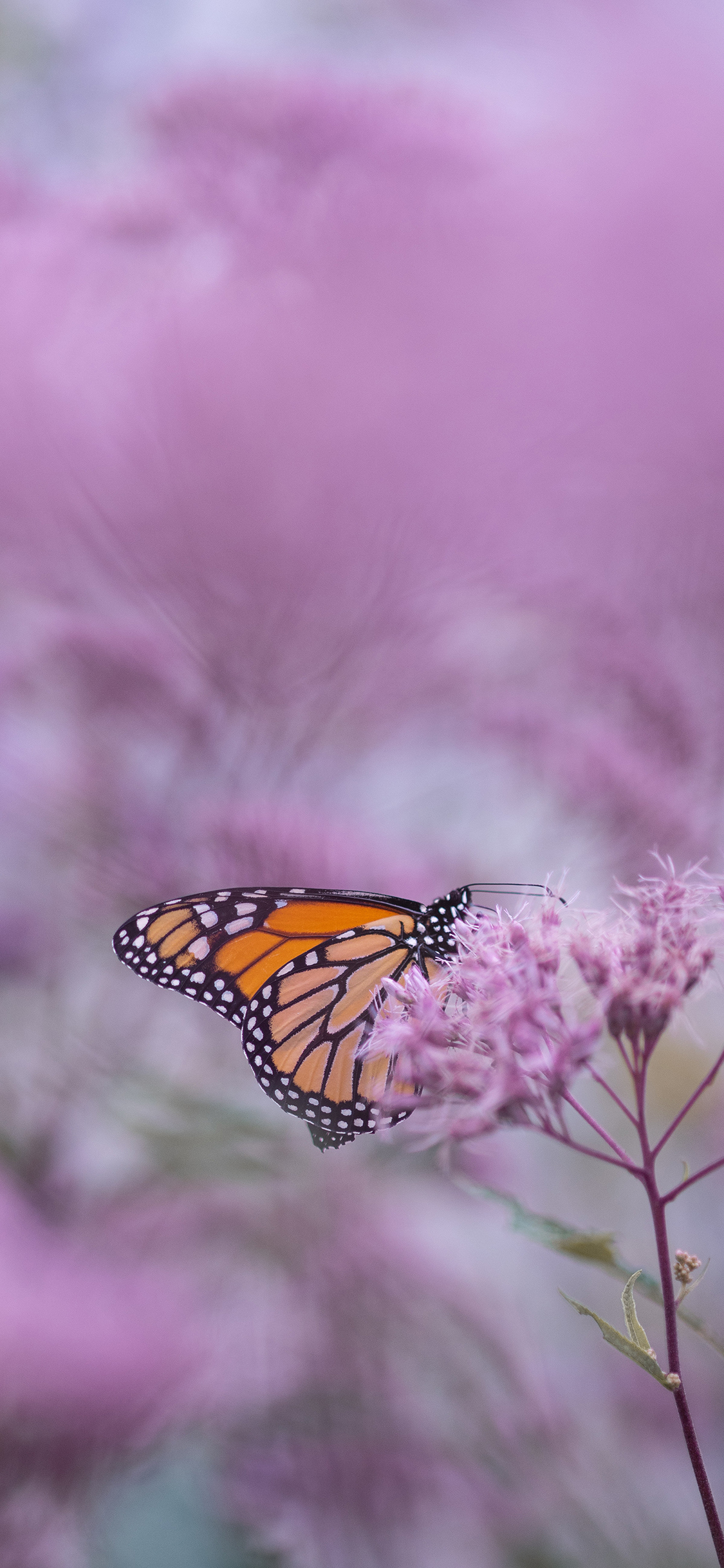 [2436×1125]花丛 蝴蝶 昆虫 鲜花 苹果手机壁纸图片