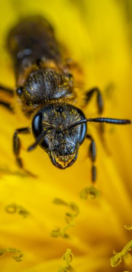 [2436x1125]花蕊 黄色 蜜蜂 采蜜 苹果手机壁纸图片