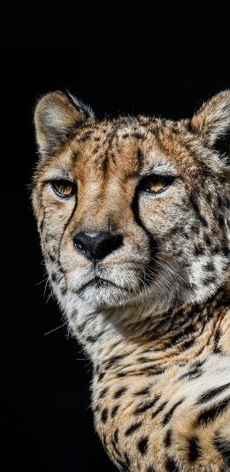 [2436x1125]花豹 猎豹 皮毛 猛兽 凶猛 苹果手机壁纸图片