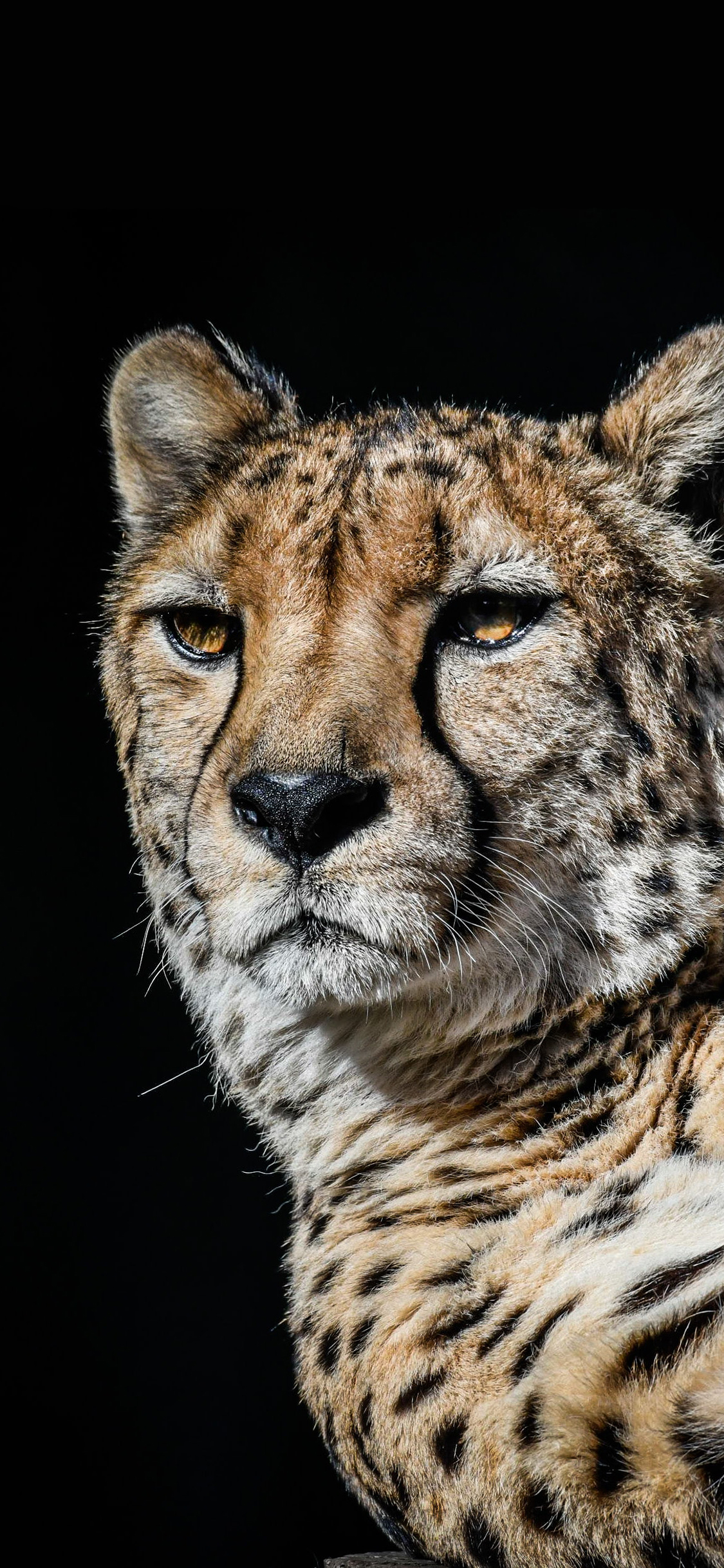 [2436×1125]花豹 猎豹 皮毛 猛兽 凶猛 苹果手机壁纸图片