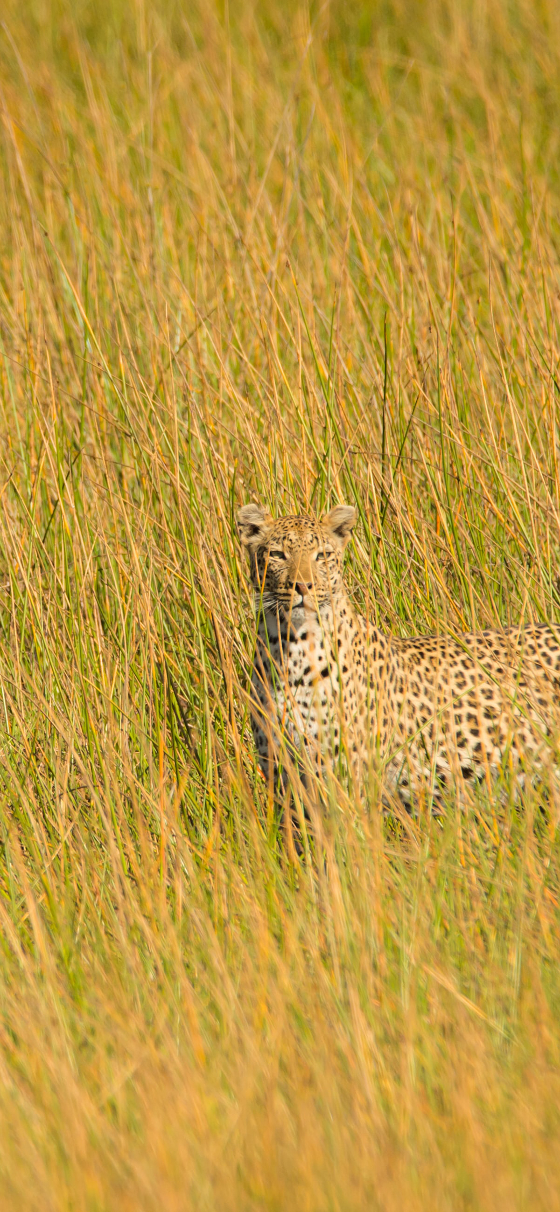 [2436×1125]花豹 猎豹 野外 猛兽 苹果手机壁纸图片