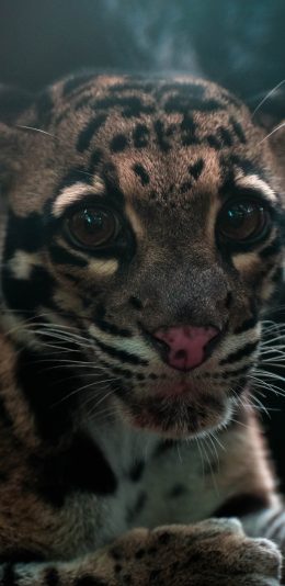 [2436x1125]花豹 猛兽 幼仔 猎豹 苹果手机壁纸图片