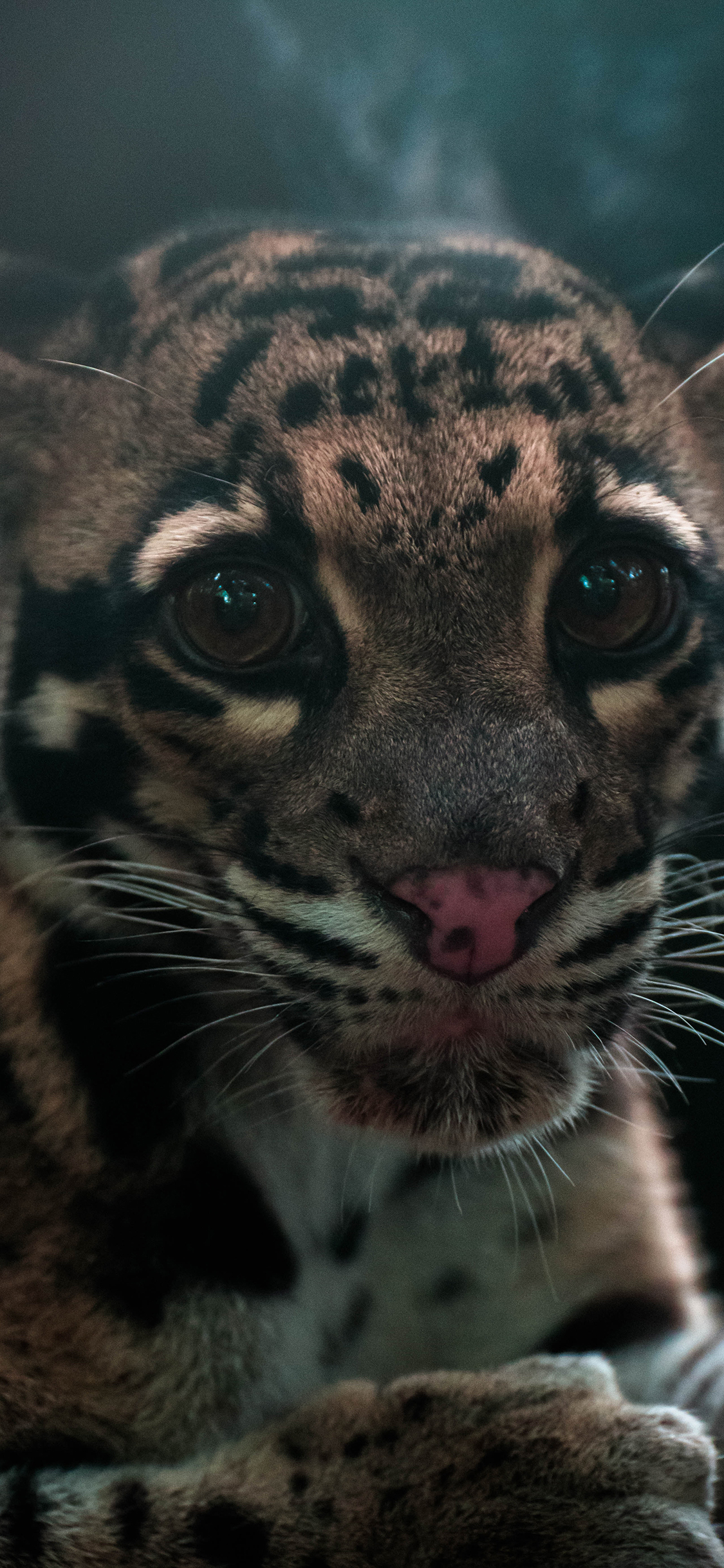 [2436×1125]花豹 猛兽 幼仔 猎豹 苹果手机壁纸图片
