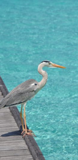 [2436x1125]苍鹭 鸟类 泳池 水鸟 苹果手机壁纸图片