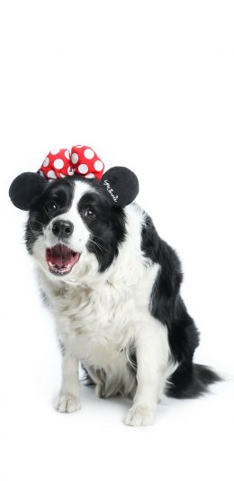 [2436x1125]苏牧 黑白 聪明 写真 苹果手机壁纸图片