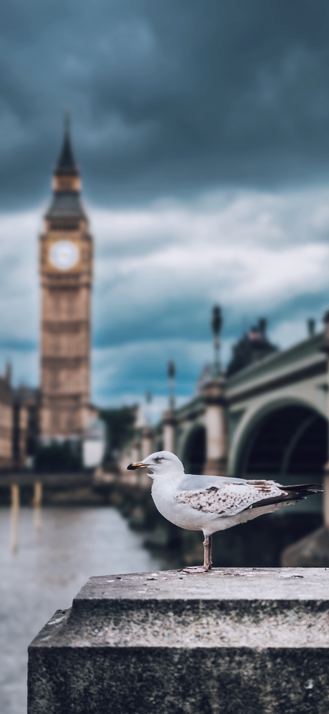 [2436×1125]英国 建筑 银鸥鸟 海鸟 苹果手机壁纸图片