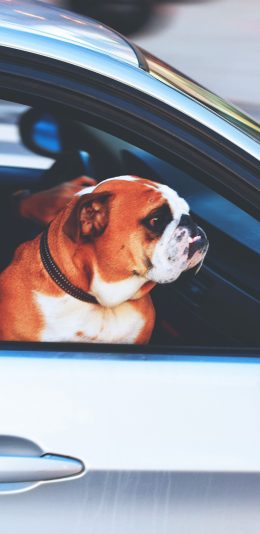 [2436x1125]英国斗牛犬 宠物 汪星人 汽车 狗 苹果手机壁纸图片
