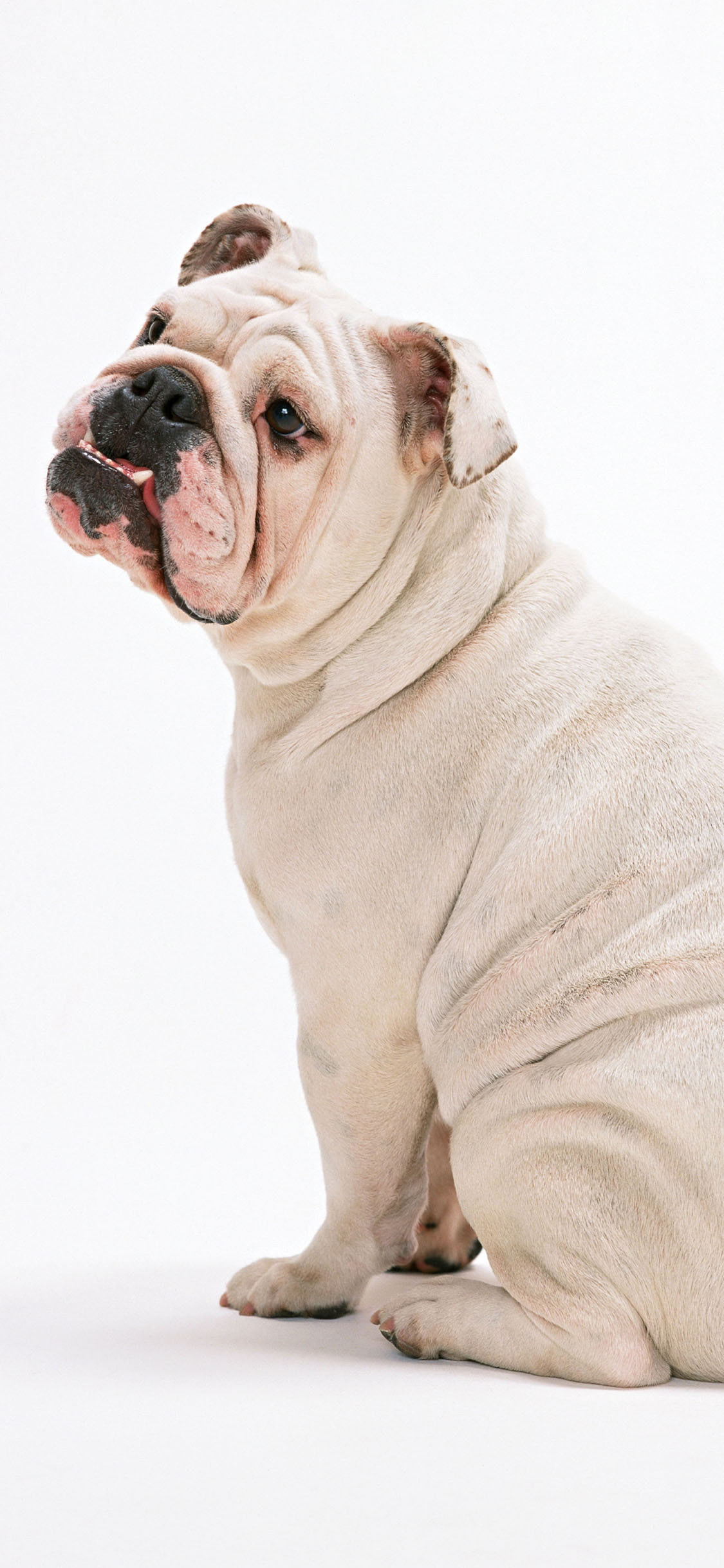 [2436×1125]英国斗牛犬 狗 汪星人 宠物 苹果手机壁纸图片