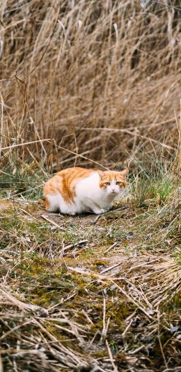 [2436x1125]草丛 猫咪 喵星人 宠物 苹果手机壁纸图片