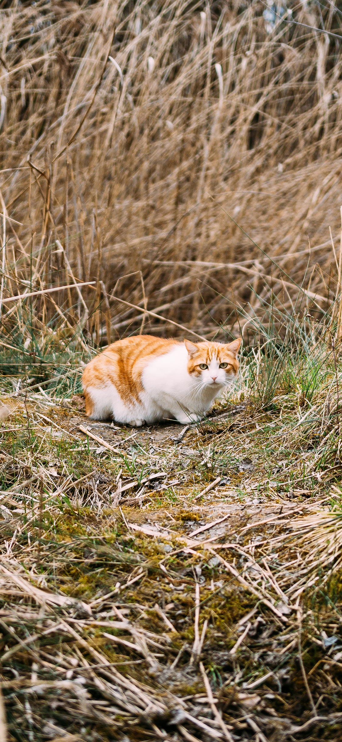 [2436×1125]草丛 猫咪 喵星人 宠物 苹果手机壁纸图片