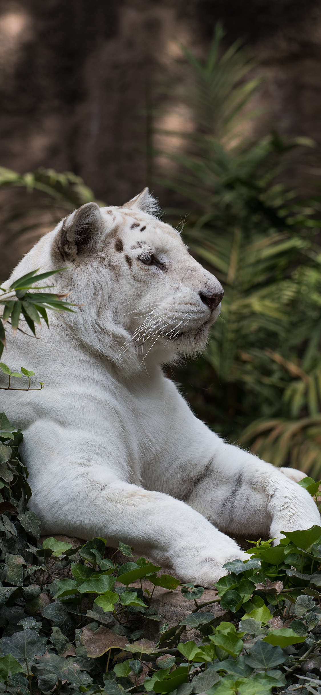 [2436×1125]草丛 老虎 东北虎 白色 苹果手机壁纸图片