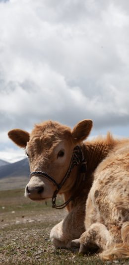 [2436x1125]草原 放牧 牛 牲畜 苹果手机壁纸图片