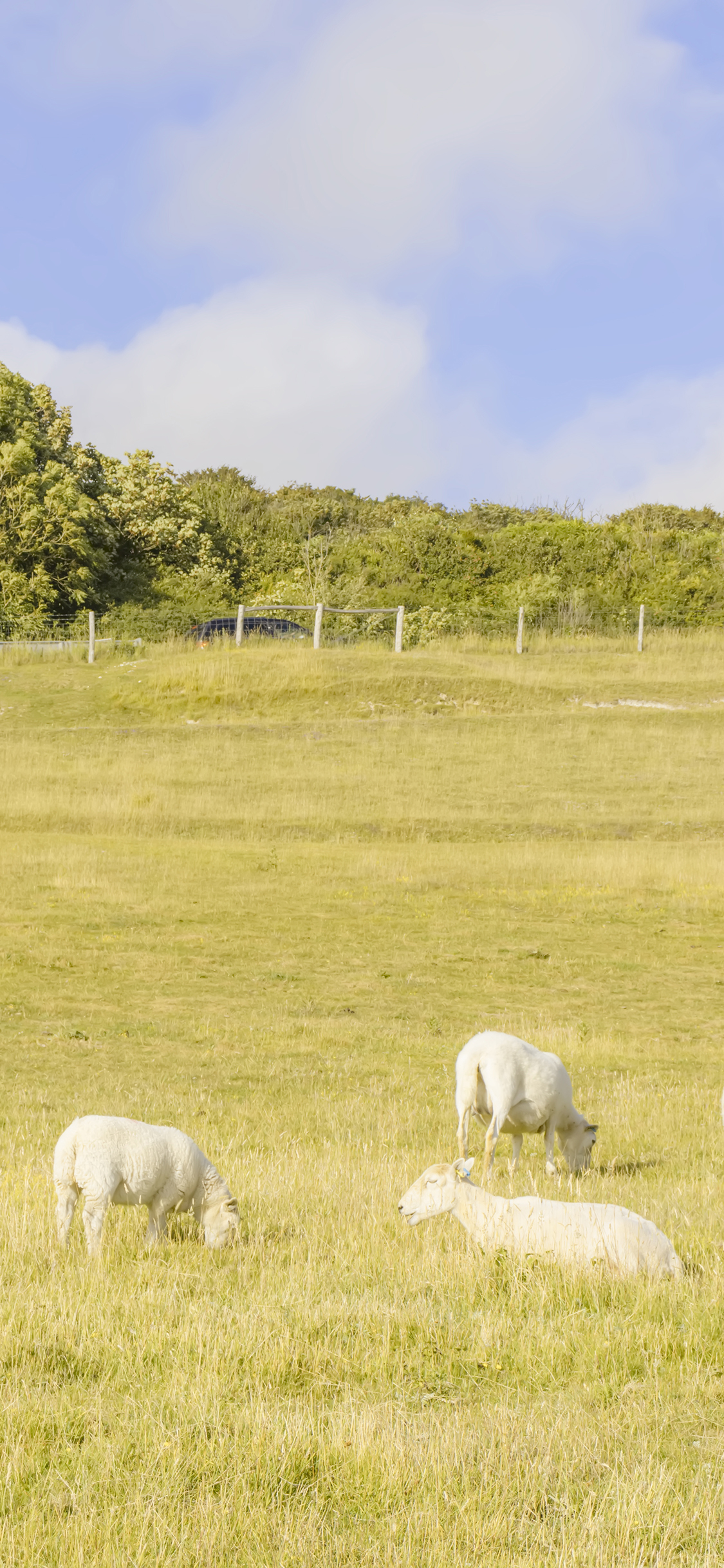 [2436×1125]草原 牧场 羊群 饲养 放牧 苹果手机壁纸图片