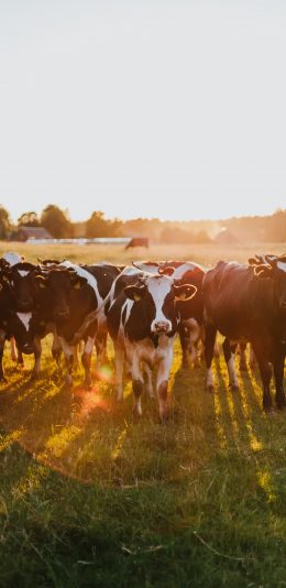 [2436x1125]草原 牲畜 饲养 奶牛 苹果手机壁纸图片