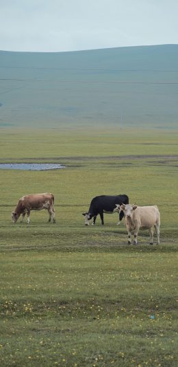 [2436x1125]草原 畜牧 养殖 牛 绿色 苹果手机壁纸图片