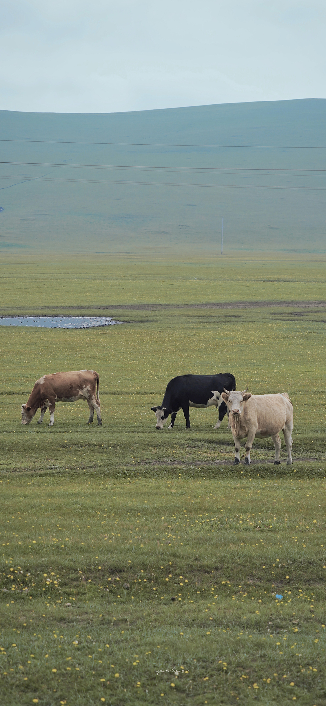 [2436×1125]草原 畜牧 养殖 牛 绿色 苹果手机壁纸图片