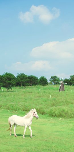 [2436x1125]草原 白马 天空 驹 草地 绿色 小清新 苹果手机壁纸图片