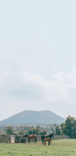 [2436x1125]草原 马 畜牧 草场 牧场 苹果手机壁纸图片