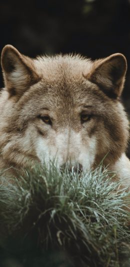 [2436x1125]草地 土狼 呆萌 肉食动物 苹果手机壁纸图片