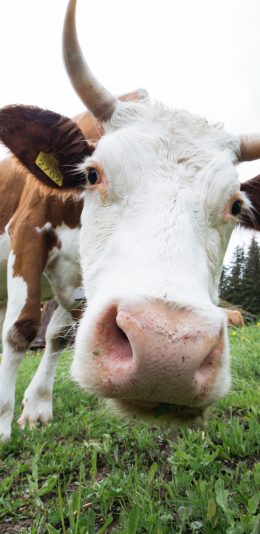 [2436x1125]草地 奶牛 牛角 大头 苹果手机壁纸图片