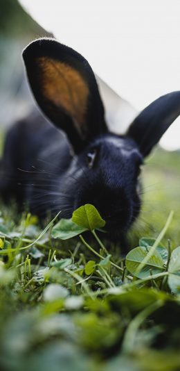 [2436x1125]草地 宠物 兔子 黑色 食草 苹果手机壁纸图片