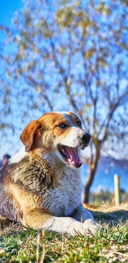 [2436x1125]草地 宠物 皮毛 狗 苹果手机壁纸图片