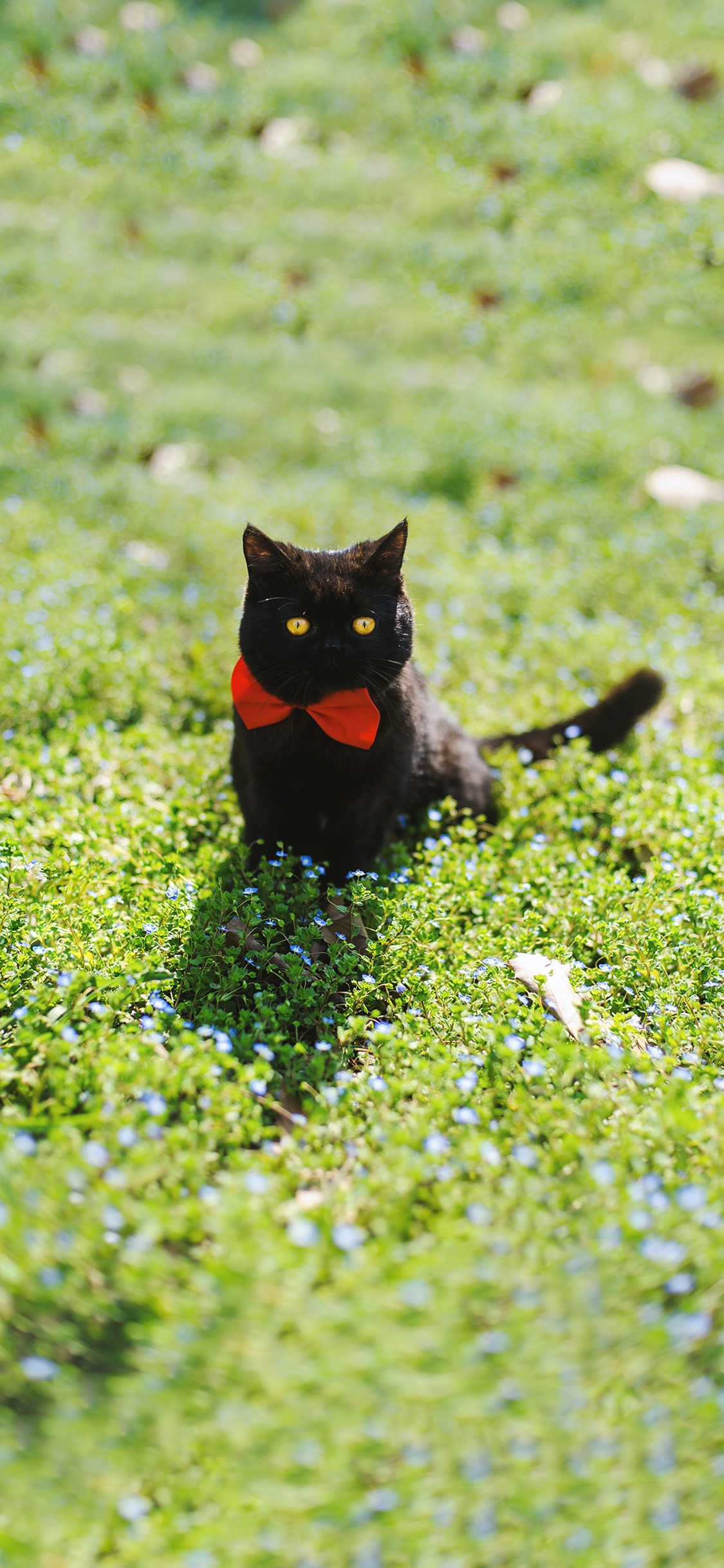 [2436×1125]草地 宠物 黑猫 猫咪 蝴蝶结 苹果手机壁纸图片