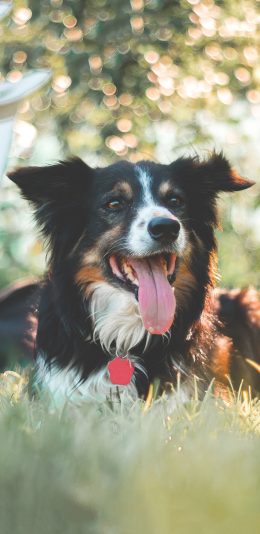 [2436x1125]草地 宠物狗 伯恩山犬 苹果手机壁纸图片